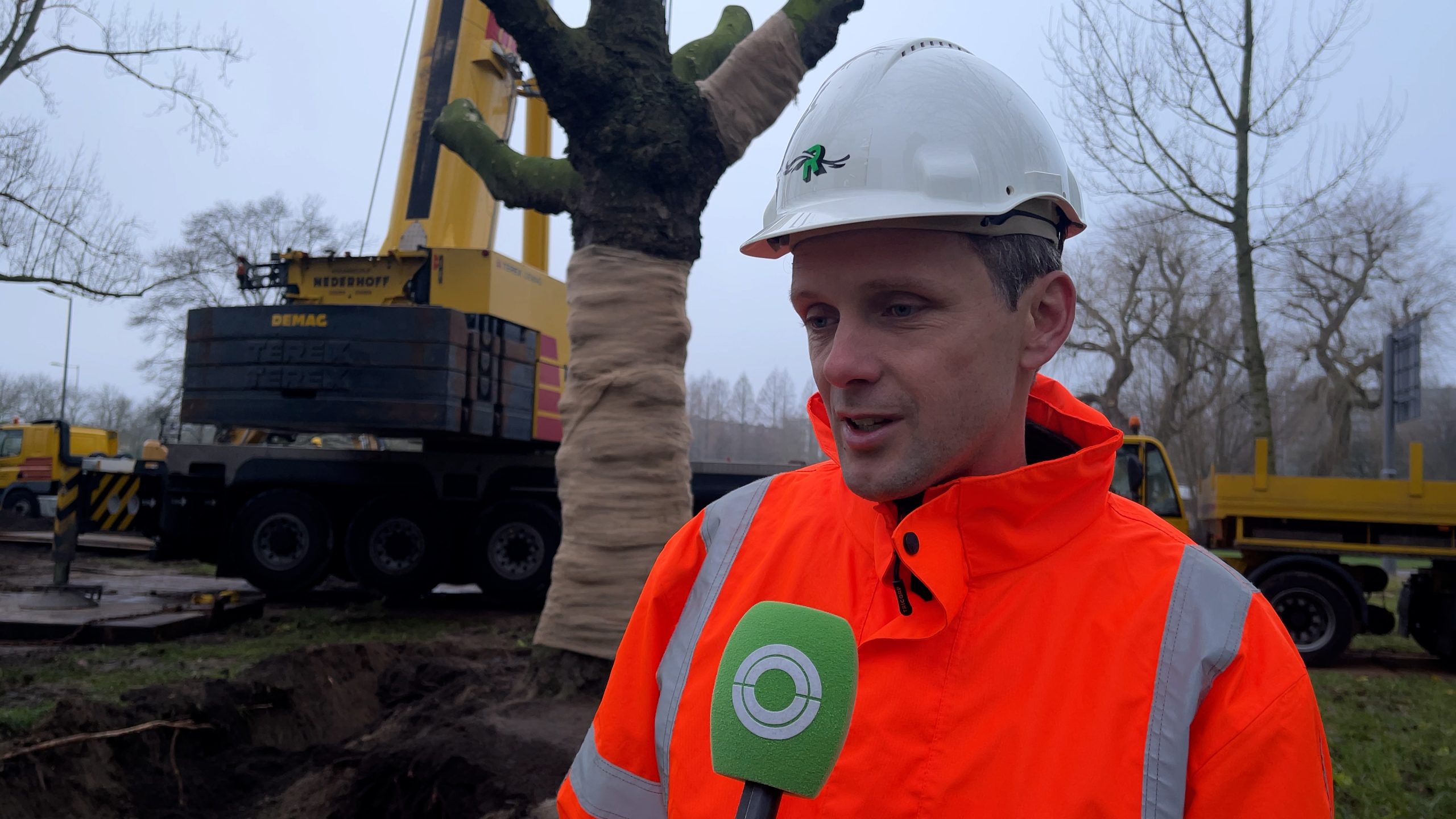 Platanen Delftseplein krijgen nieuw thuis in IJsselmonde: ‘Het zijn behoorlijk zware jongens’