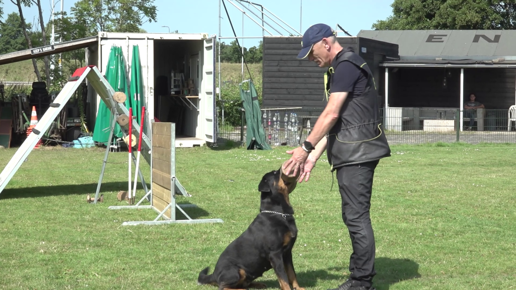 Rotterdamse Rottweilers trainen elke zondag in IJsselmonde: ‘Het is een gemeenschap’