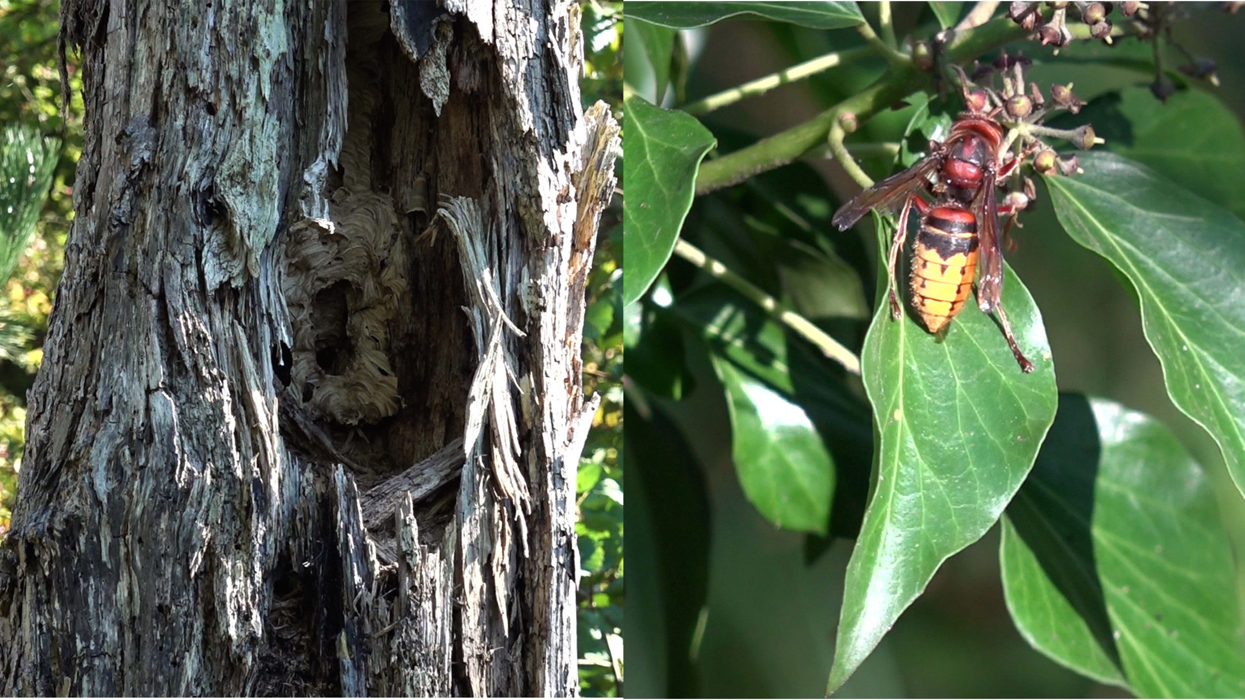 Overlast van wespen op het terras in het najaar: ‘Ze moeten overleven’