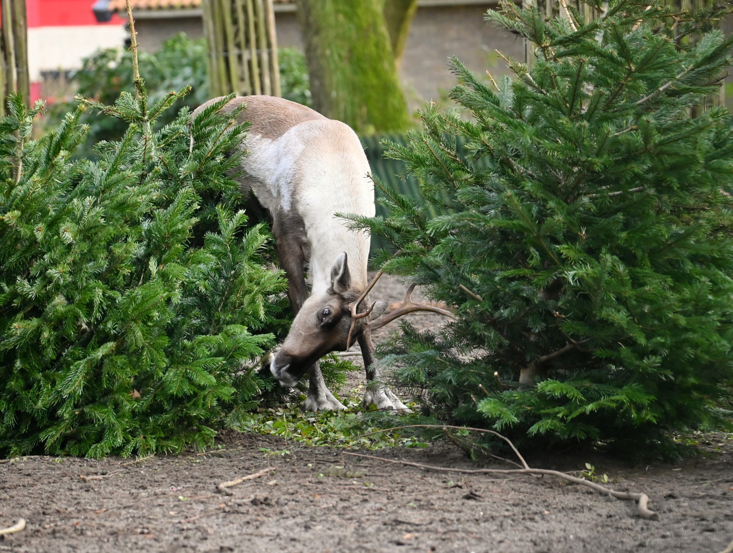 Dieren uit Blijdorp spelen met oude kerstbomen: ‘Een soort rendierenwasstraat’