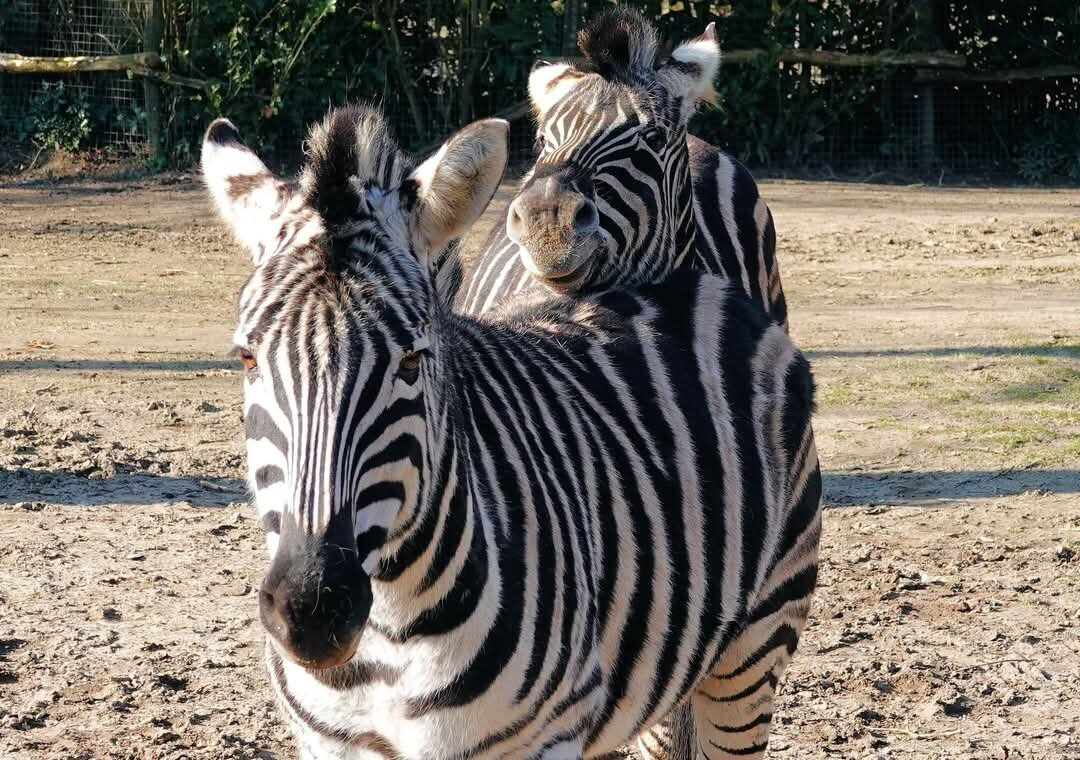 Babyzebra’s op komst in Blijdorp: kudde groeit met twee zwangerschappen