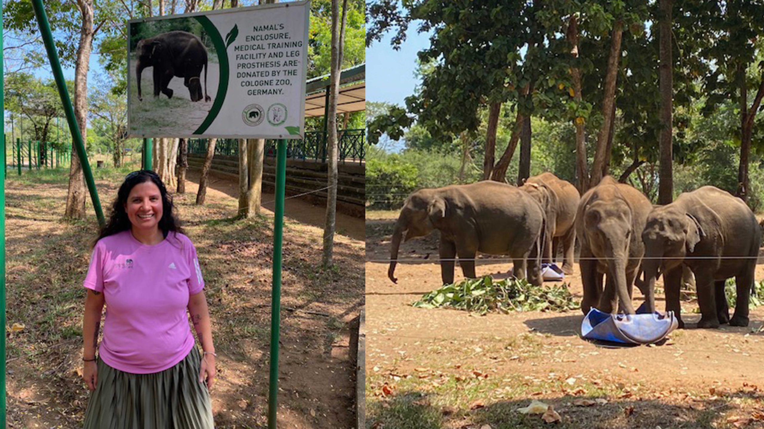 Stella rent marathon voor olifanten: ‘Zonder hulp hebben ze geen kans om te overleven’