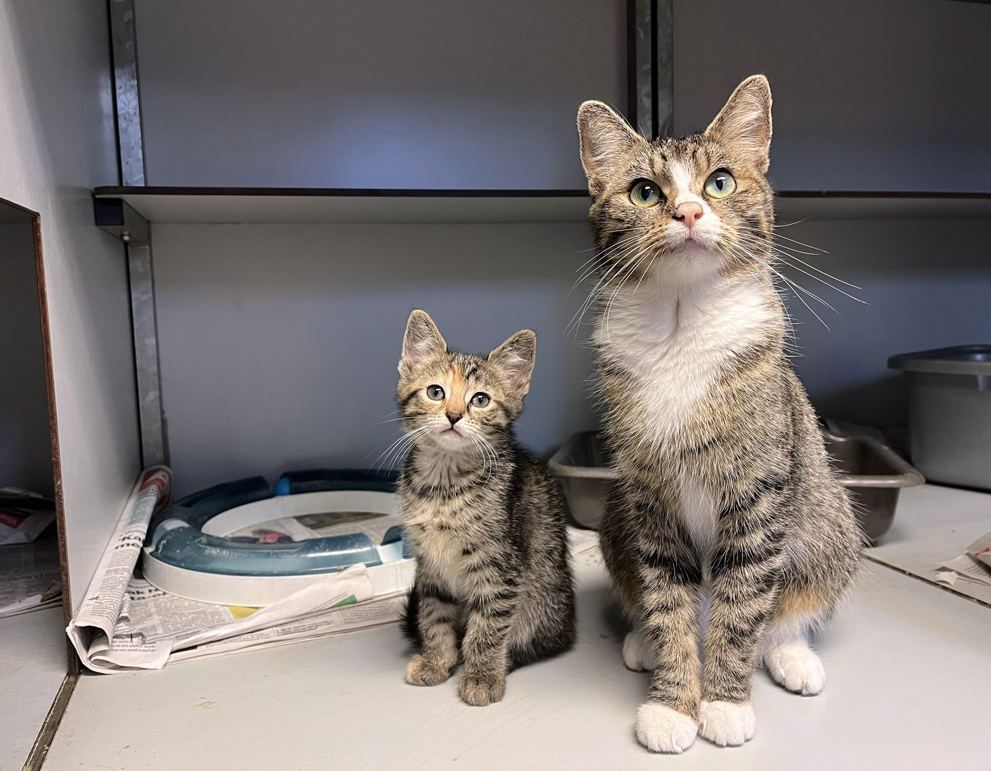 Rotterdams kattenasiel blij met nieuwe EU-wetgeving rondom verplichte chips