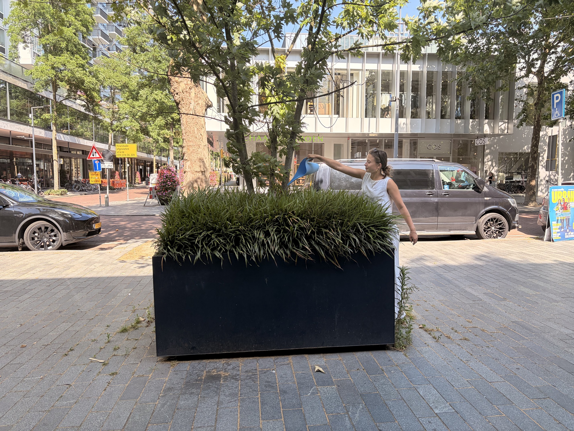 Jonge bomen hebben dorst: gemeente vraagt Rotterdammers om hulp